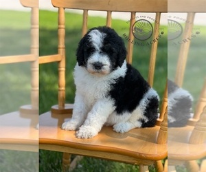 Goldendoodle Puppy for sale in MARYVILLE, MO, USA