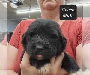 Great Pyrenees-Newfoundland Mix Puppy for Sale in BERESFORD, South Dakota USA