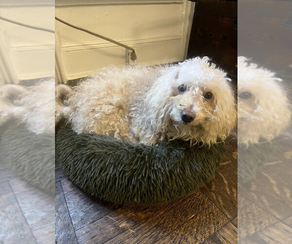 Medium Photo #3 Poodle (Miniature)-Unknown Mix Puppy For Sale in Brooklyn, NY, USA