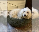 Small #2 Poodle (Miniature) Mix