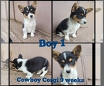 Puppy 1 Cowboy Corgi