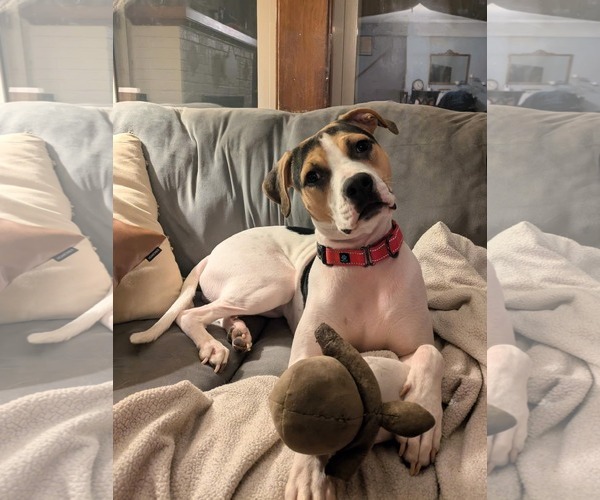 Medium Photo #5 Beagle-Unknown Mix Puppy For Sale in Sheboygan, WI, USA