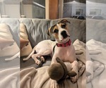 Small #4 Beagle Mix