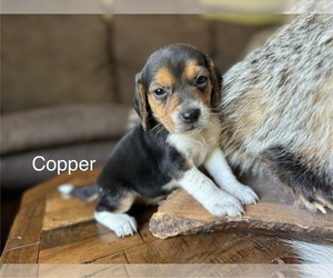 Beagle Puppy for sale in FORDLAND, MO, USA