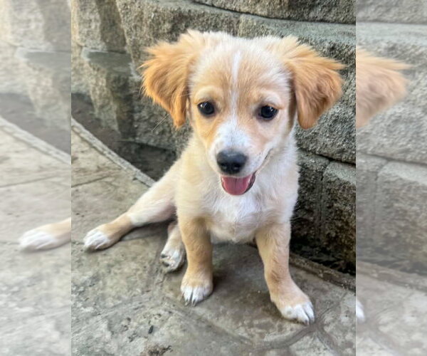 Medium Photo #4 Chihuahua-Colonial Cocker Spaniel Mix Puppy For Sale in Corona, CA, USA