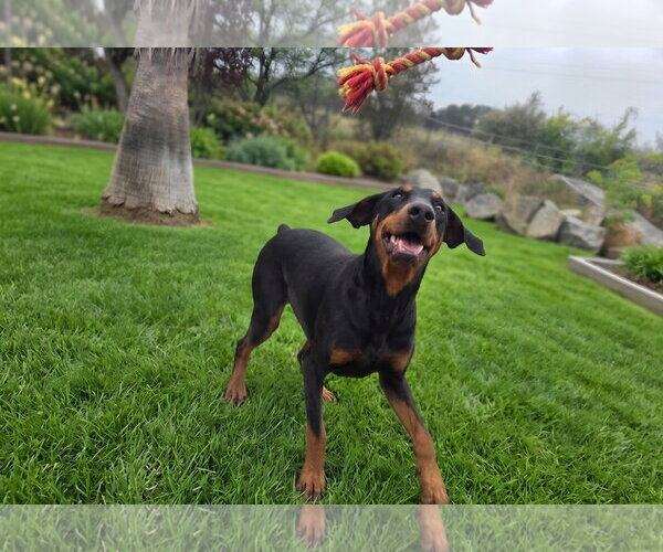 Medium Photo #2  Puppy For Sale in , 