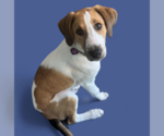 Small #4 Collie Mix
