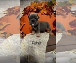 Small Photo #15 English Bulldog Puppy For Sale in HOUSTON, TX, USA