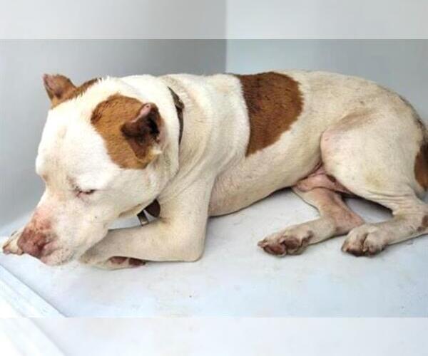 Medium Photo #2 American Pit Bull Terrier Puppy For Sale in Houston, TX, USA