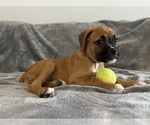 Small Photo #29 Boxer Puppy For Sale in WEST COLUMBIA, SC, USA