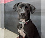Small #7 American Pit Bull Terrier-Labrador Retriever Mix