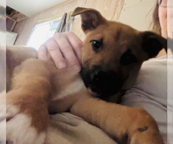 Medium Photo #4 Shepradors Puppy For Sale in Princeton, MN, USA