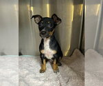 Small #9 Chihuahua Mix