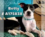 Small #1 American Pit Bull Terrier Mix