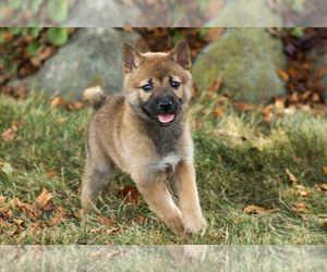 Shiba Inu Puppy for sale in MILLERSBURG, IN, USA