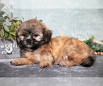 Small #1 Shih Tzu
