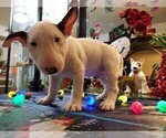 Small #5 Bull Terrier