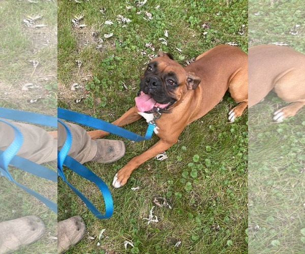Medium Photo #2 Boxer Puppy For Sale in Woodbury, MN, USA
