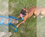 Small #1 Boxer