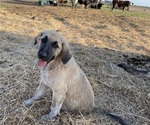 Small Photo #24 Anatolian Shepherd Puppy For Sale in ROBSTOWN, TX, USA