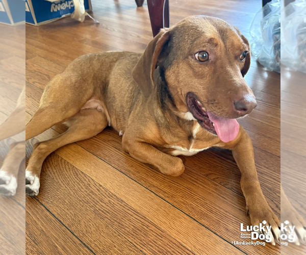 Medium Photo #8 Mutt Puppy For Sale in Washington, DC, USA