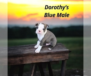 Boston Terrier Puppy for sale in EWING, KY, USA