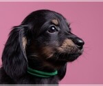 Small Photo #40 Dachshund Puppy For Sale in CROWLEY, TX, USA