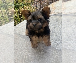 Yorkshire Terrier Puppy for sale in LAS VEGAS, NV, USA