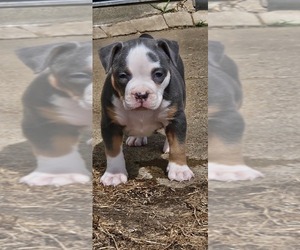 American Bully Puppy for sale in SPANISH LAKE, MO, USA