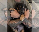 Small #7 Rottweiler Mix