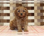 Small #3 Cavapoo (Miniature)