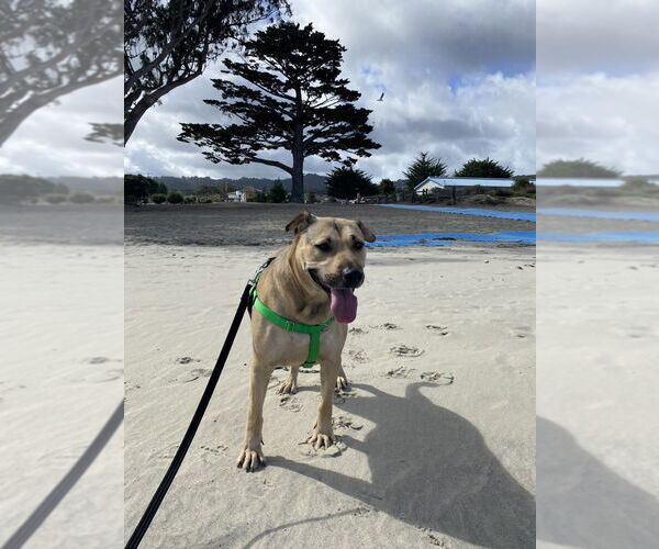 Medium Photo #5 Chinese Shar-Pei Puppy For Sale in Salinas, CA, USA