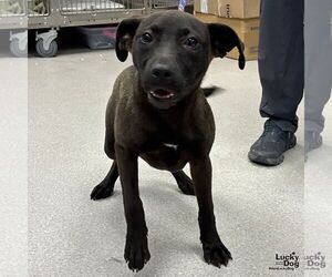 Labrador Retriever-Unknown Mix Dogs for adoption in Washington, DC, USA