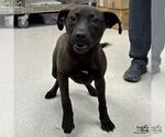 Small Labrador Retriever Mix