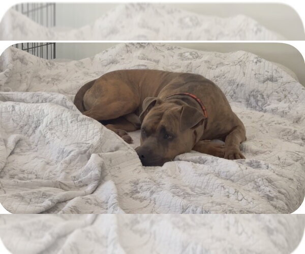 Medium Photo #3 Bullboxer Pit Puppy For Sale in Atlanta, GA, USA