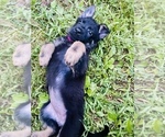 Puppy Fuchsia German Shepherd Dog