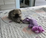 Small Photo #9 Pomeranian Puppy For Sale in MENIFEE, CA, USA