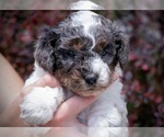 Image preview for Ad Listing. Nickname: Baily