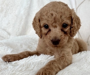 Cock-A-Poo Puppy for sale in CONCORD, NC, USA