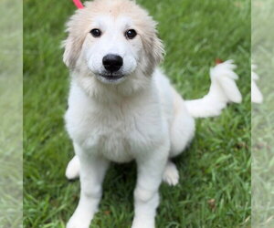Great Pyrenees Dogs for adoption in Yardley, PA, USA
