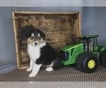 Small #2 Collie