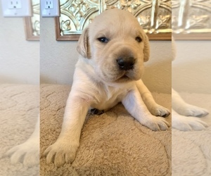 Labrador Retriever Puppy for sale in PHOENIX, AZ, USA