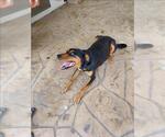 Small Doberman Pinscher Mix