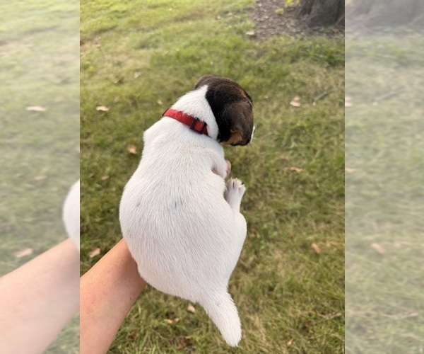 Medium Photo #2 Jack Russell Terrier Puppy For Sale in FREEMAN, MO, USA