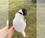 Small #1 Jack Russell Terrier
