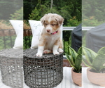 Small Photo #4 Australian Shepherd Puppy For Sale in HANOVER, MD, USA