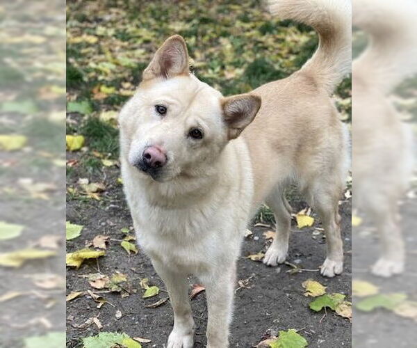 Medium Photo #2 Chow Chow-German Shepherd Dog Mix Puppy For Sale in Prescott, Ontario, Canada