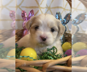 Maltese-Unknown Mix Dogs for adoption in Rockville, MD, USA