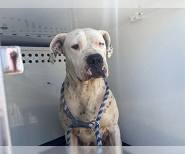 Medium Photo #1 Argentinian Mastiff-Unknown Mix Puppy For Sale in Bakersfield, CA, USA