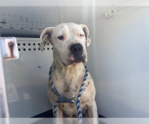 Argentinian Mastiff-Unknown Mix Dogs for adoption in Bakersfield, CA, USA